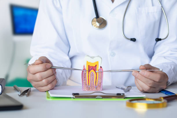 Best Dentist for Dental Trauma  in Moose Wilson Road, WY